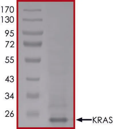 Sigma-Aldrich KRAS (Mature Form), Active,PRECISIO®激酶,重组