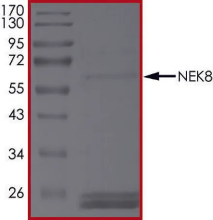 Sigma-Aldrich NEK8, Active,PRECISIO®激酶,重组