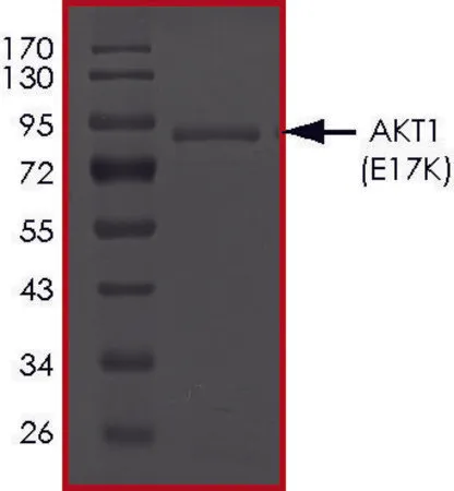 Sigma-Aldrich AKT1 (E17K), Active,PRECISIO®激酶,重组