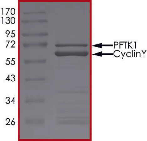 Sigma-Aldrich PFTK1 (CDK14)/CYCLINY, Active,PRECISIO®激酶,重组