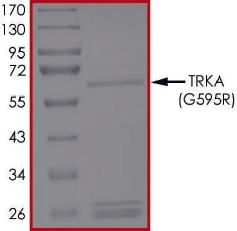 Sigma-Aldrich TRKA (G595R), Active,PRECISIO®激酶,重组