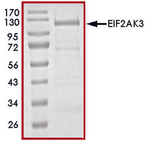 Sigma-Aldrich EIF2AK3 (563-1115), active, GST tagged human,PRECISIO®激酶,重组,大肠杆菌中表达,≥70%(SDS-PAGE),甘油缓冲水溶液