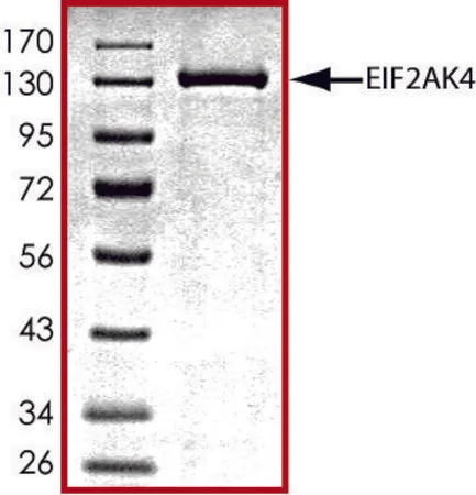 Sigma-Aldrich EIF2AK4 (192-1024), active, GST tagged human,PRECISIO®激酶,重组,在杆状病毒感染的Sf 9细胞中表达,≥70%(SDS-PAGE),甘油缓冲水溶液