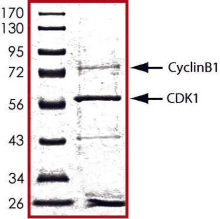 Sigma-Aldrich CDK1/CyclinB1, active, GST tagged human,PRECISIO®激酶,重组,在杆状病毒感染的Sf 9细胞中表达,≥70%(SDS-PAGE),甘油缓冲水溶液