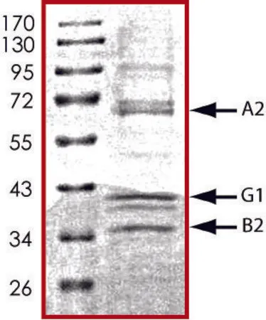 Sigma-Aldrich AMPK (α2/β2/γ1), active, His tagged human，PRECISIO®激酶，重组，在杆状病毒感染的Sf 9细胞中表达，≥70%（SDS-PAGE），甘油缓冲水溶液