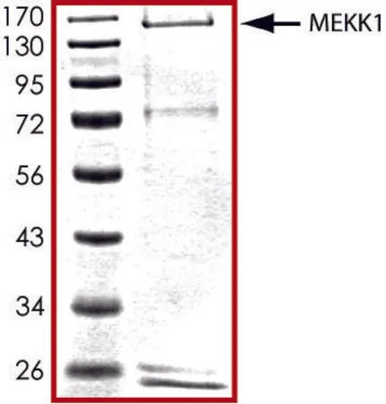 Sigma-Aldrich MEKK1 (900-1748)，有源，GST 标记 人，PRECISIO®激酶，重组，在杆状病毒感染的Sf 9细胞中表达，≥70%（SDS-PAGE），甘油缓冲水溶液
