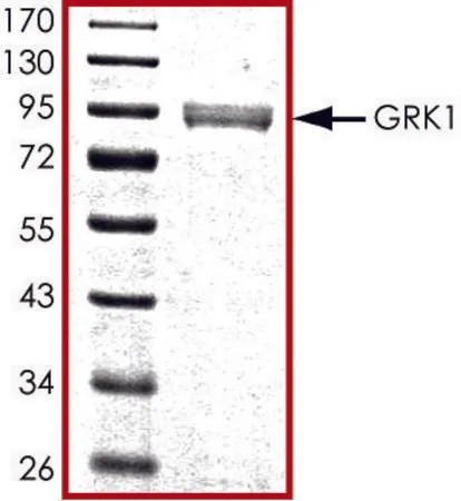 Sigma-Aldrich GRK1, active, GST tagged human,PRECISIO®激酶,重组,在杆状病毒感染的Sf 9细胞中表达,≥70%(SDS-PAGE),甘油缓冲水溶液