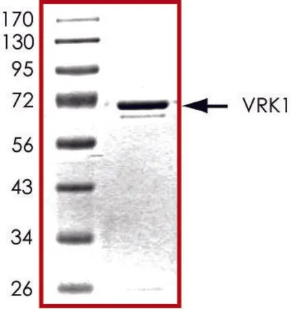 Sigma-Aldrich VRK1, active, GST tagged human,PRECISIO®激酶,重组,在杆状病毒感染的Sf 9细胞中表达,≥70%(SDS-PAGE),甘油缓冲水溶液