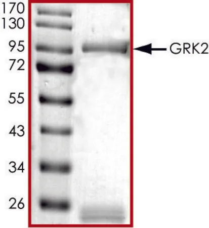 Sigma-Aldrich GRK2, active, GST tagged human,PRECISIO®激酶,重组,在杆状病毒感染的Sf 9细胞中表达,≥70%(SDS-PAGE),甘油缓冲水溶液
