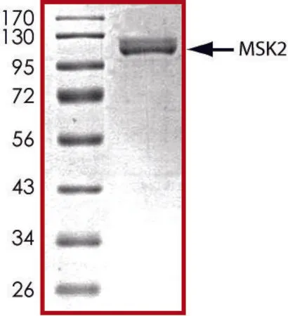 Sigma-Aldrich MSK2, active, GST tagged from mouse,PRECISIO®激酶,重组,在杆状病毒感染的Sf 9细胞中表达,≥70%(SDS-PAGE),甘油缓冲水溶液