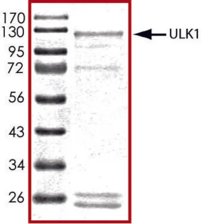 Sigma-Aldrich ULK1 (1-649)，活性，GST 标记 人，PRECISIO®激酶，重组，在杆状病毒感染的Sf 9细胞中表达，≥70%（SDS-PAGE），甘油缓冲水溶液