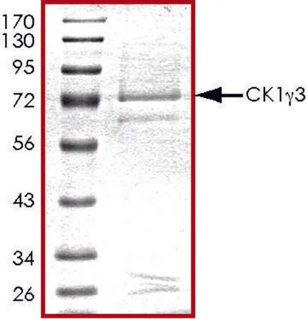 Sigma-Aldrich CK1 γ 3, active, GST tagged human,PRECISIO®激酶,重组,在杆状病毒感染的Sf 9细胞中表达,≥70%(SDS-PAGE),甘油缓冲水溶液