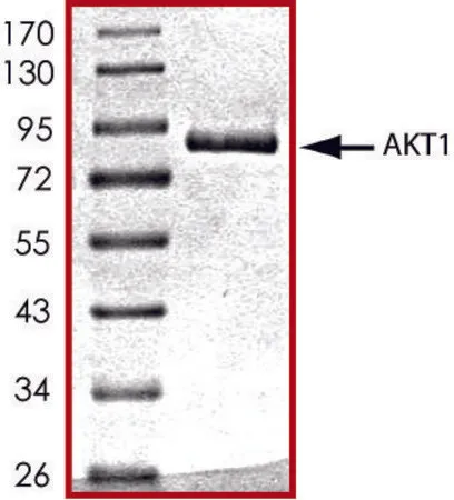 Sigma-Aldrich AKT1, active, GST tagged human,PRECISIO®激酶,重组,在杆状病毒感染的Sf 9细胞中表达,≥70%(SDS-PAGE),甘油缓冲水溶液