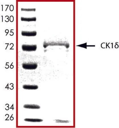 Sigma-Aldrich CK1 δ, active, GST tagged human,PRECISIO®激酶,重组,在杆状病毒感染的Sf 9细胞中表达,≥70%(SDS-PAGE),甘油缓冲水溶液