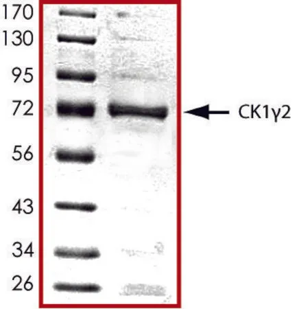 Sigma-Aldrich CK1 γ 2, active, GST tagged human,PRECISIO®激酶,重组,在杆状病毒感染的Sf 9细胞中表达,≥70%(SDS-PAGE),甘油缓冲水溶液