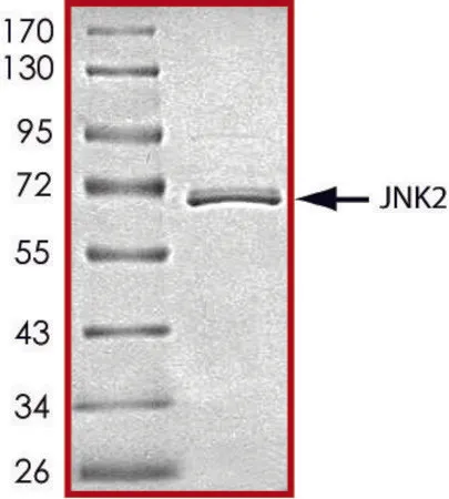 Sigma-Aldrich JNK2, active, GST tagged human，PRECISIO®激酶，重组，在杆状病毒感染的Sf 9细胞中表达，≥70%（SDS-PAGE），甘油缓冲水溶液