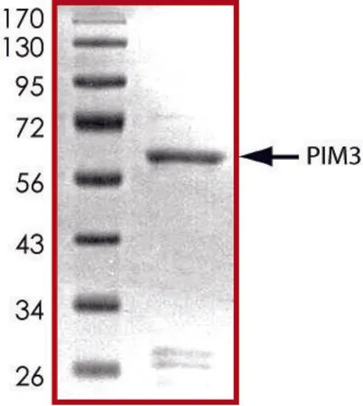 Sigma-Aldrich PIM3 active, GST tagged from mouse,PRECISIO®激酶,重组,在杆状病毒感染的Sf 9细胞中表达,≥70%(SDS-PAGE),甘油缓冲水溶液