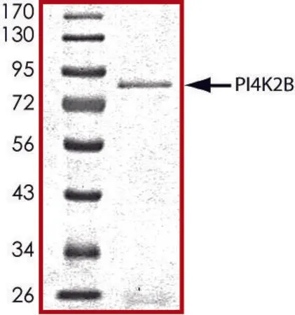Sigma-Aldrich PI4K2B, active, GST tagged human，PRECISIO®激酶，重组，在杆状病毒感染的Sf 9细胞中表达，≥70%（SDS-PAGE），甘油缓冲水溶液