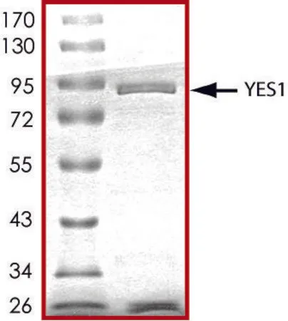 Sigma-Aldrich YES1, active, GST tagged human,PRECISIO®激酶,重组,在杆状病毒感染的Sf 9细胞中表达,≥70%(SDS-PAGE),甘油缓冲水溶液
