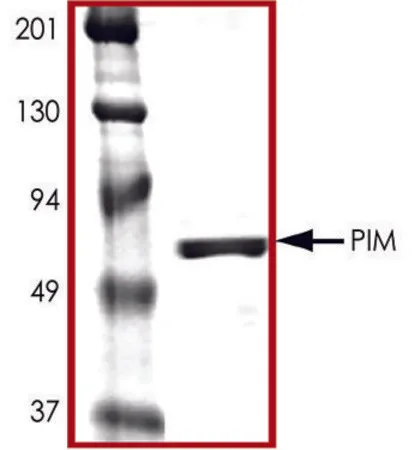 Sigma-Aldrich PIM1, active, GST tagged human,PRECISIO®激酶,重组,在杆状病毒感染的Sf 9细胞中表达,≥70%(SDS-PAGE),甘油缓冲水溶液