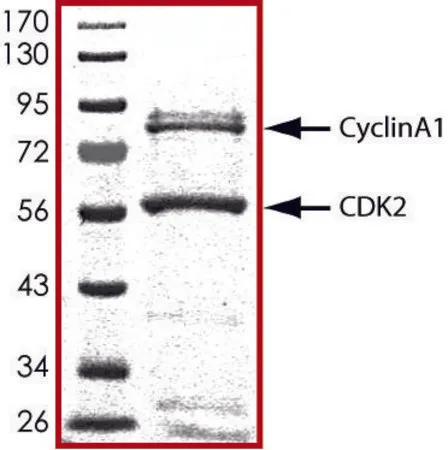 Sigma-Aldrich CDK2/CyclinA1, active, GST tagged human,PRECISIO®激酶,重组,在杆状病毒感染的Sf 9细胞中表达,≥70%(SDS-PAGE),甘油缓冲水溶液