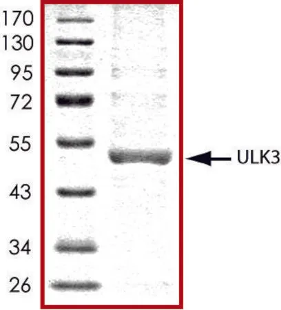 Sigma-Aldrich ULK3, active, His tagged human,PRECISIO®激酶,重组,在杆状病毒感染的Sf 9细胞中表达,≥70%(SDS-PAGE),甘油缓冲水溶液