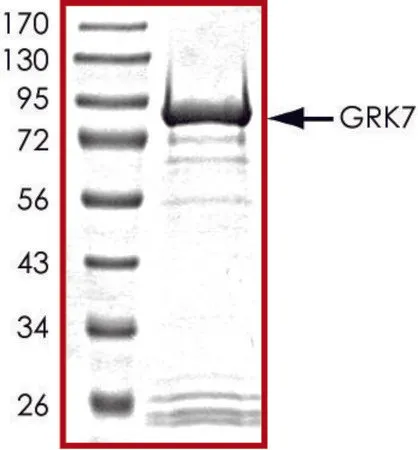 Sigma-Aldrich GRK7, active, GST tagged human,PRECISIO®激酶,重组,在杆状病毒感染的Sf 9细胞中表达,≥70%(SDS-PAGE),甘油缓冲水溶液