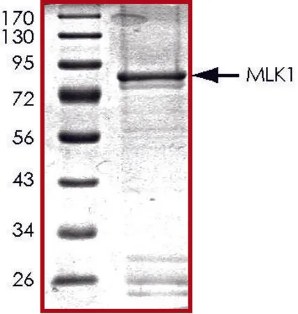 Sigma-Aldrich MLK1 (1-433), active, GST tagged human,PRECISIO®激酶,重组,在杆状病毒感染的Sf 9细胞中表达,≥70%(SDS-PAGE),甘油缓冲水溶液