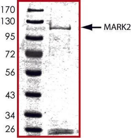 Sigma-Aldrich MARK2, active, GST tagged human，PRECISIO®激酶，重组，在杆状病毒感染的Sf 9细胞中表达，≥70%（SDS-PAGE），甘油缓冲水溶液