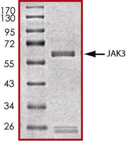 Sigma-Aldrich JAK3 (781-end), active, GST tagged human,PRECISIO®激酶,重组,在杆状病毒感染的Sf 9细胞中表达,≥70%(SDS-PAGE),甘油缓冲水溶液