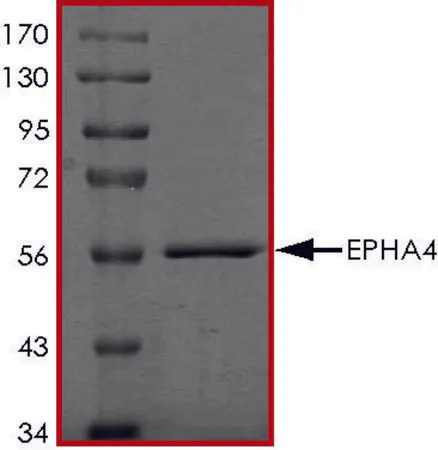 Sigma-Aldrich EPHA4 (610-887), active, GST tagged human，PRECISIO®激酶，重组，在杆状病毒感染的Sf 9细胞中表达，≥70%（SDS-PAGE），甘油缓冲水溶液