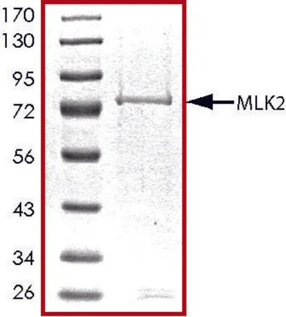 Sigma-Aldrich MLK2 (1-446), active, GST tagged human,PRECISIO®激酶,重组,在杆状病毒感染的Sf 9细胞中表达,≥70%(SDS-PAGE),甘油缓冲水溶液