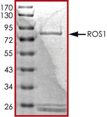 Sigma-Aldrich ROS1(1883-端),活性,GST 标记 人,PRECISIO®激酶,重组,在杆状病毒感染的Sf 9细胞中表达,≥70%(SDS-PAGE),甘油缓冲水溶液