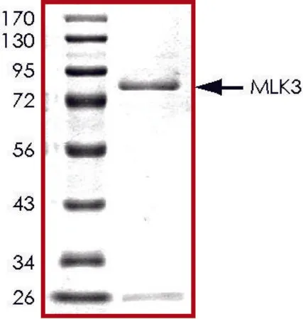 Sigma-Aldrich MLK3 (1-488), active, GST tagged human,PRECISIO®激酶,重组,在杆状病毒感染的Sf 9细胞中表达,≥70%(SDS-PAGE),甘油缓冲水溶液