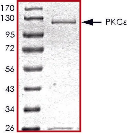 Sigma-Aldrich PKC ε , active, GST tagged human,PRECISIO®激酶,重组,在杆状病毒感染的Sf 9细胞中表达,≥70%(SDS-PAGE),甘油缓冲水溶液