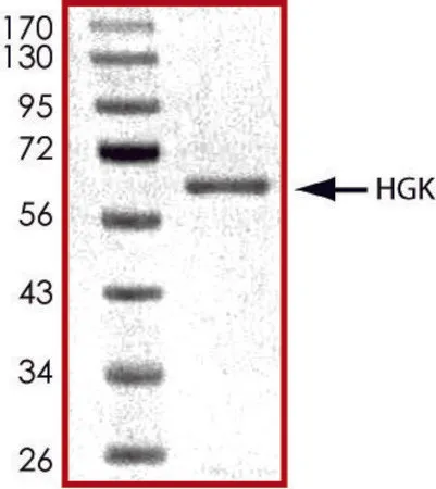 Sigma-Aldrich HGK (1-328), active, GST tagged human,PRECISIO®激酶,重组,在杆状病毒感染的Sf 9细胞中表达,≥70%(SDS-PAGE),甘油缓冲水溶液