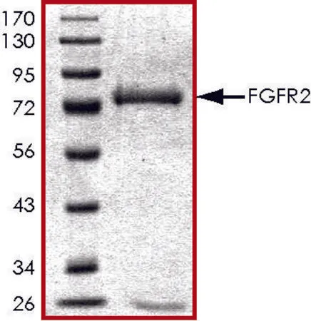 Sigma-Aldrich FGFR2 (285-end), active, GST tagged human,PRECISIO®激酶,重组,在杆状病毒感染的Sf9细胞中表达,≥80%(SDS-PAGE),甘油缓冲水溶液