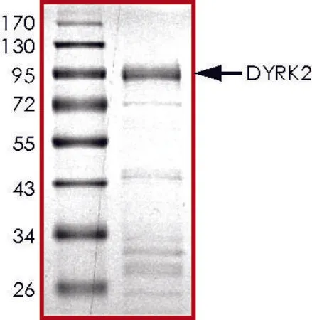 Sigma-Aldrich DYRK2, active, GST tagged human,PRECISIO®,重组,大肠杆菌表达,≥70%(SDS-PAGE),甘油缓冲水溶液