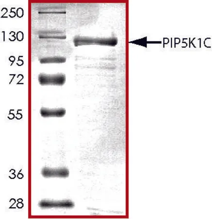 Sigma-Aldrich PIP5K1C, active, GST tagged human,PRECISIO®,重组体,在杆状病毒感染的Sf 9细胞中表达,≥70%(SDS-PAGE),甘油缓冲水溶液