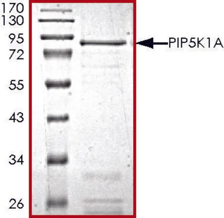 Sigma-Aldrich PIP5K1A, active, GST tagged human,PRECISIO®,重组体,在杆状病毒感染的Sf 9细胞中表达,≥70%(SDS-PAGE),甘油缓冲水溶液