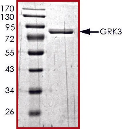 Sigma-Aldrich GRK3, active, GST tagged human，PRECISIO®，重组体，在杆状病毒感染的Sf 9细胞中表达，≥70%（SDS-PAGE），甘油缓冲水溶液