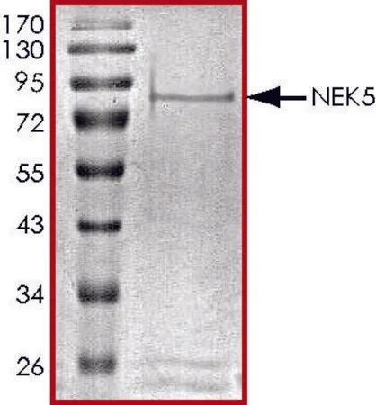 Sigma-Aldrich NEK5, active, GST tagged human,PRECISIO®,重组体,在杆状病毒感染的Sf 9细胞中表达,≥70%(SDS-PAGE),甘油缓冲水溶液