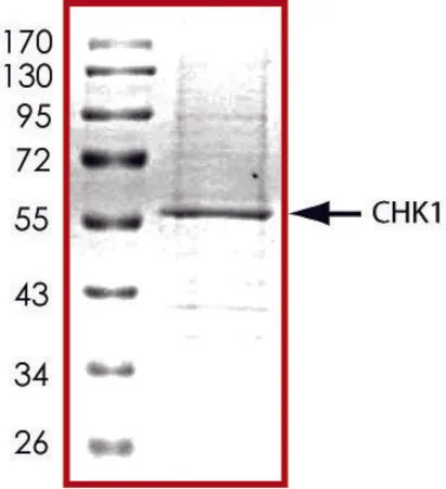 Sigma-Aldrich CHK1, active, His tagged human,PRECISIO®,重组体,在杆状病毒感染的Sf 9细胞中表达,≥70%(SDS-PAGE),甘油缓冲水溶液
