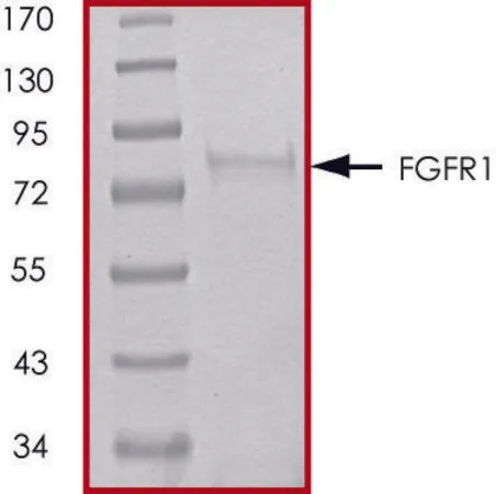 Sigma-Aldrich FGFR1 (V561M), active, GST tagged human,PRECISIO®,重组体,在杆状病毒感染的Sf 9细胞中表达,≥70%(SDS-PAGE),甘油缓冲水溶液
