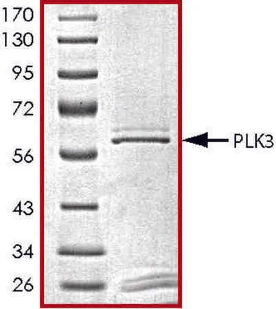 Sigma-Aldrich PLK3, active, GST tagged human，PRECISIO®，重组体，在杆状病毒感染的Sf 9细胞中表达，≥70%（SDS-PAGE），甘油缓冲水溶液