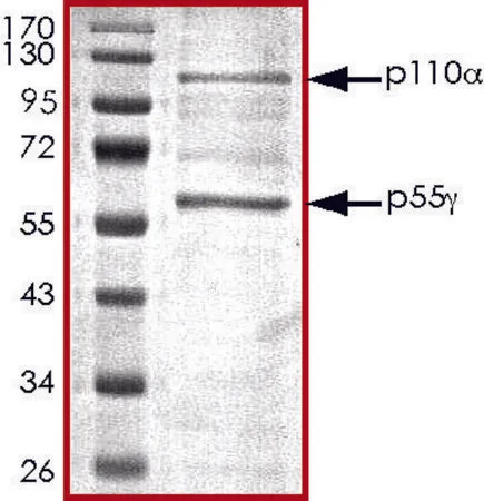 Sigma-Aldrich PI3K (p110-α/p55-γ), active, His tagged human,PRECISIO®,重组体,在杆状病毒感染的Sf 9细胞中表达,≥70%(SDS-PAGE),甘油缓冲水溶液