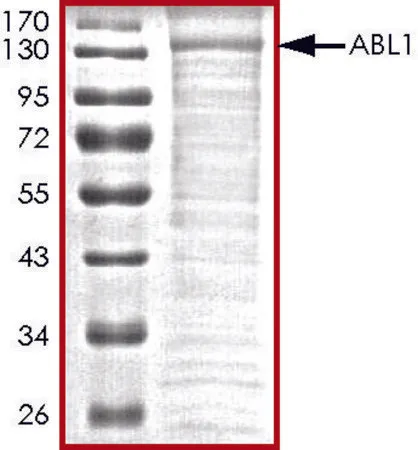 Sigma-Aldrich ABL1,活性,His 标记 人,PRECISIO®,重组体,在杆状病毒感染的Sf 9细胞中表达,≥70%(SDS-PAGE),甘油缓冲水溶液