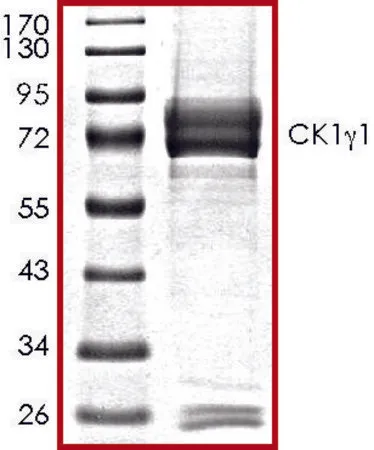 Sigma-Aldrich CK1γ1, active, GST tagged human,PRECISIO®,重组体,在杆状病毒感染的Sf 9细胞中表达,≥70%(SDS-PAGE),甘油缓冲水溶液