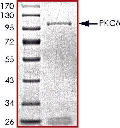 Sigma-Aldrich PKC-δ, active, GST tagged human,PRECISIO®,重组体,在杆状病毒感染的Sf 9细胞中表达,≥70%(SDS-PAGE),甘油缓冲水溶液