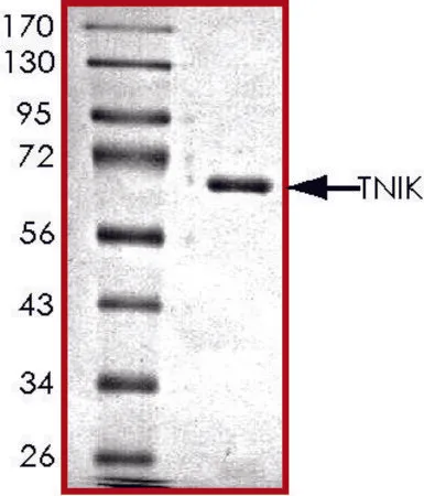 Sigma-Aldrich TNIK, active, GST tagged human,PRECISIO®,重组体,在杆状病毒感染的Sf 9细胞中表达,≥70%(SDS-PAGE),甘油缓冲水溶液